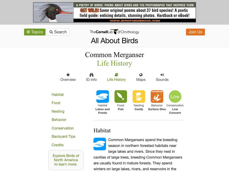 Cornell Lab of Ornithology: Common Merganser Handout Cornell Lab of Ornithology: Common Merganser Handout