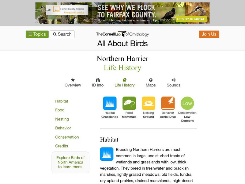 Cornell Lab of Ornithology: Northern Harrier Handout