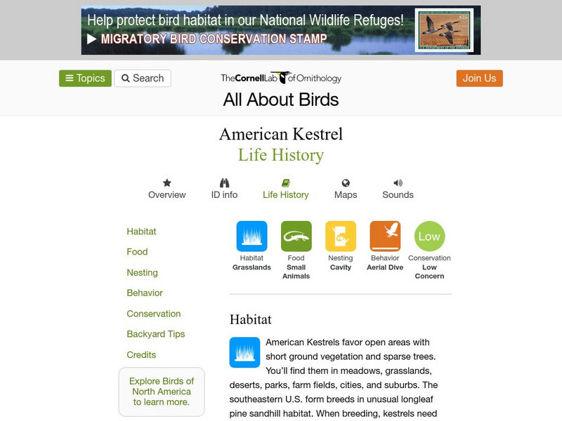 Cornell Lab of Ornithology: American Kestrel Handout