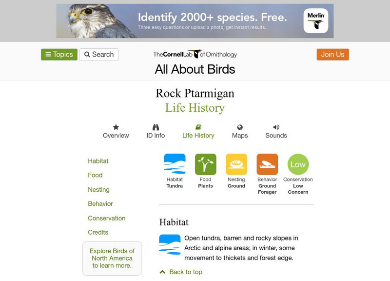 Cornell Lab of Ornithology: Rock Ptarmigan Handout Cornell Lab of Ornithology: Rock Ptarmigan Handout