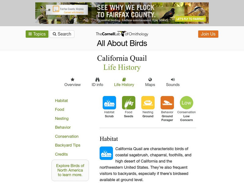 Cornell Lab of Ornithology: California Quail Handout
