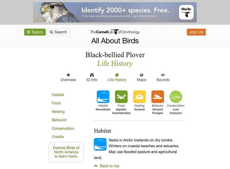 Cornell Lab of Ornithology: Black Bellied Plover Handout