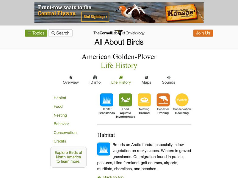 Cornell Lab of Ornithology: American Golden Plover Handout