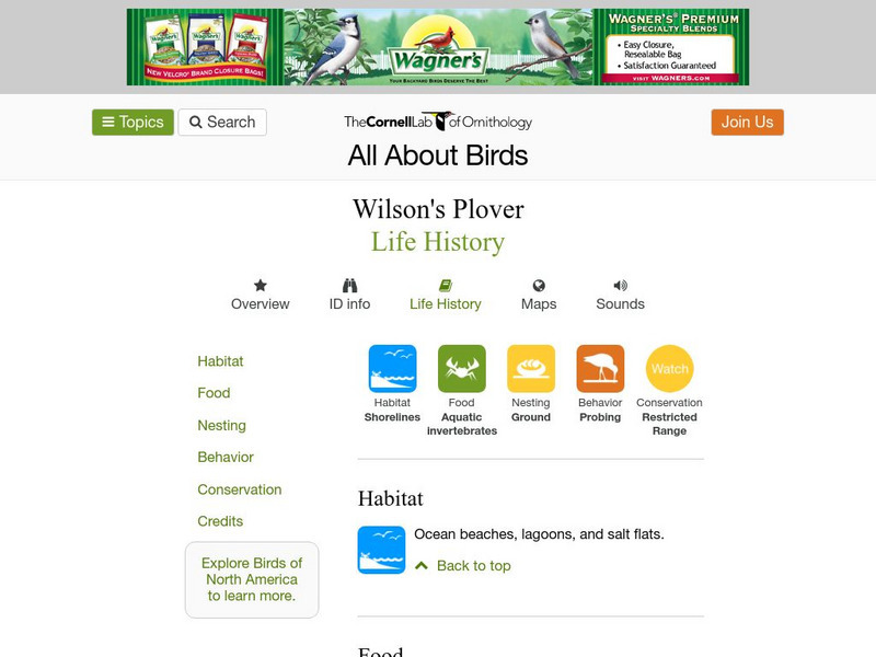 Cornell Lab of Ornithology: Wilson's Plover Handout