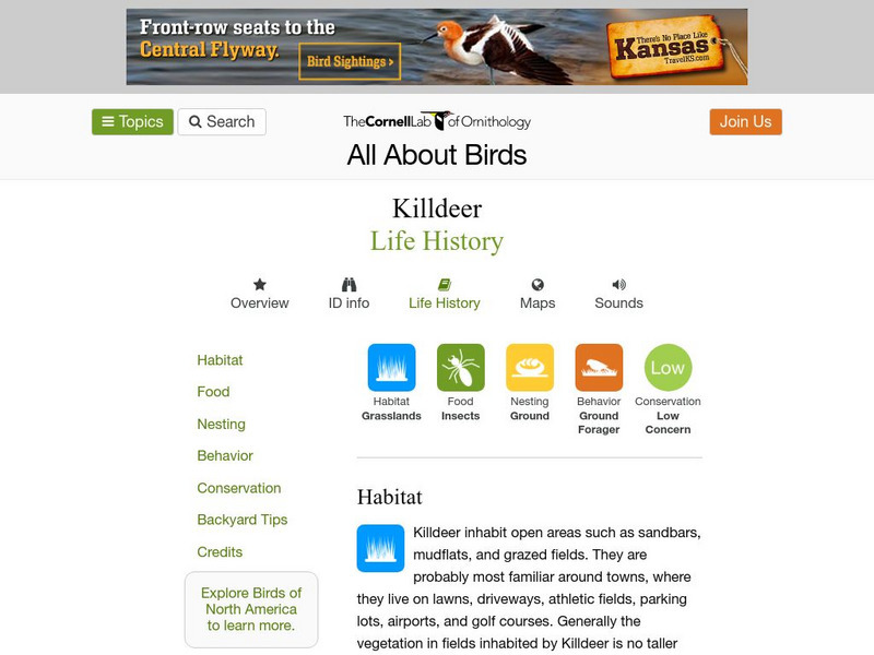 Cornell Lab of Ornithology: Killdeer Handout