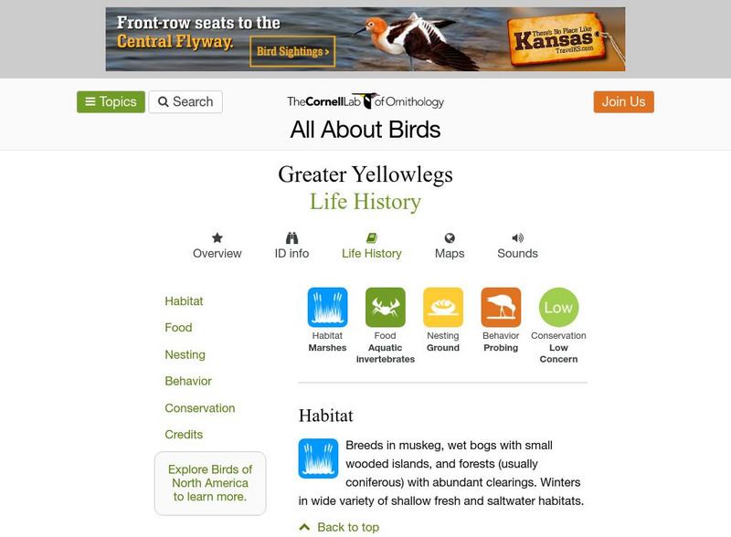 Cornell Lab of Ornithology: Greater Yellowlegs Handout