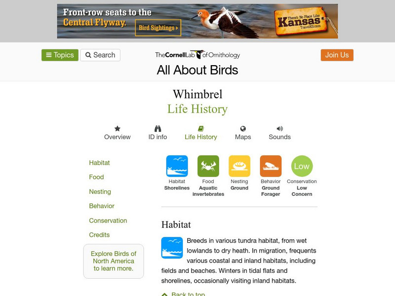 Cornell Lab of Ornithology: Whimbrel Handout Cornell Lab of Ornithology: Whimbrel Handout