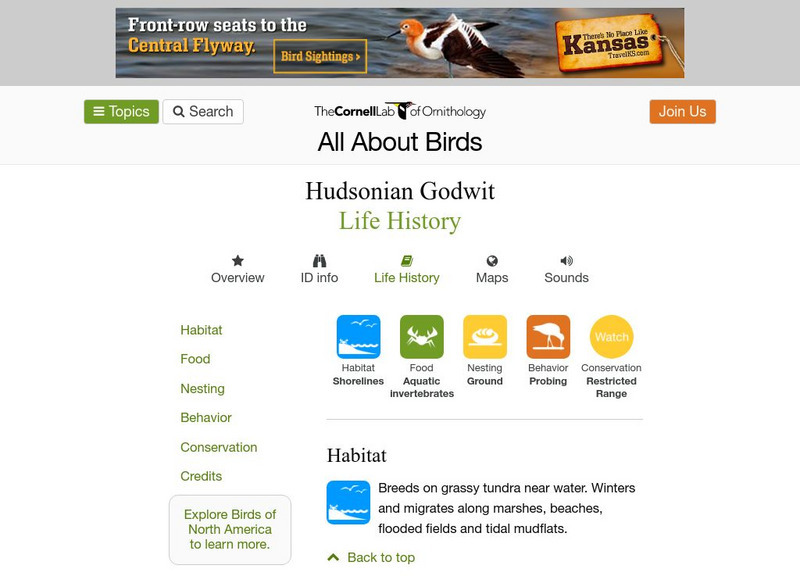 Cornell Lab of Ornithology: Hudsonian Godwit Handout