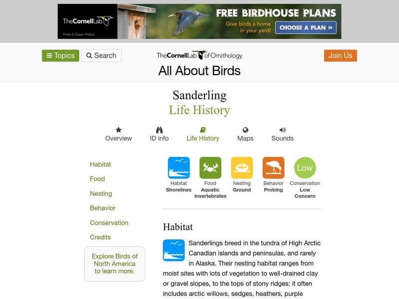 Cornell Lab of Ornithology: Sanderling Handout Cornell Lab of Ornithology: Sanderling Handout