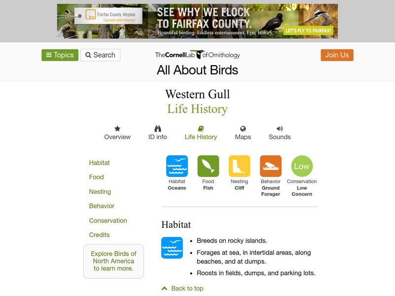 Cornell Lab of Ornithology: Western Gull Handout