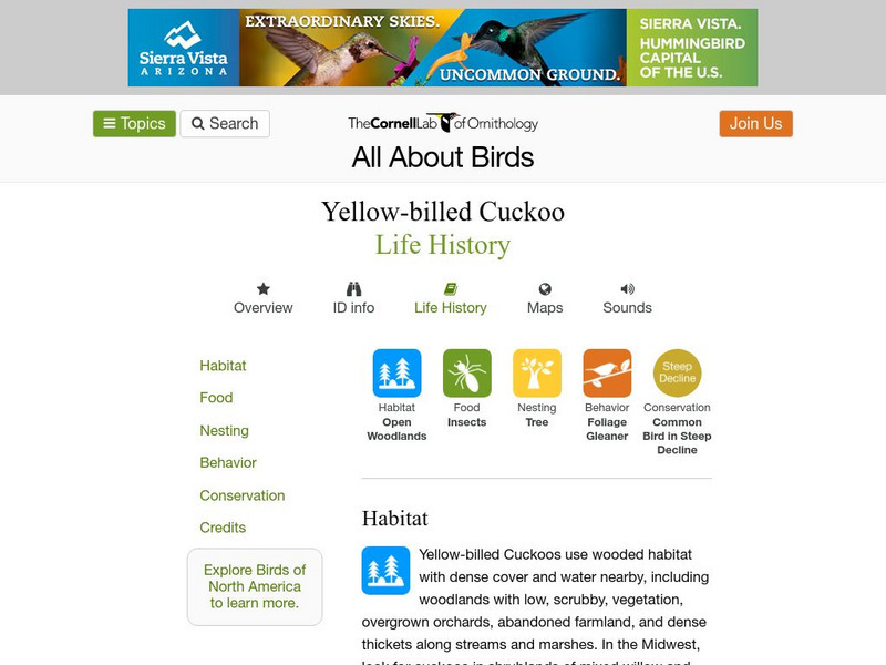 Cornell Lab of Ornithology: Yellow Billed Cuckoo Handout Cornell Lab of Ornithology: Yellow Billed Cuckoo Handout