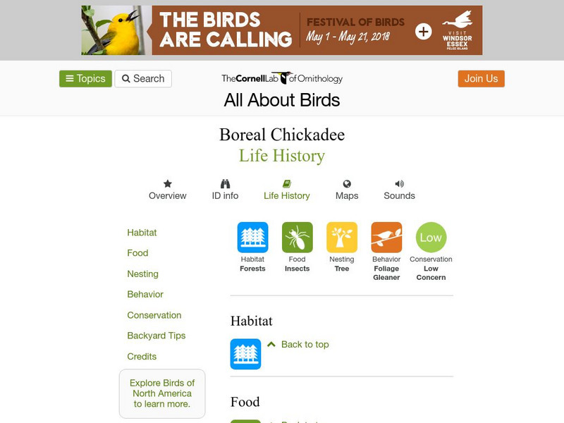 Cornell Lab of Ornithology: Boreal Chickadee Handout