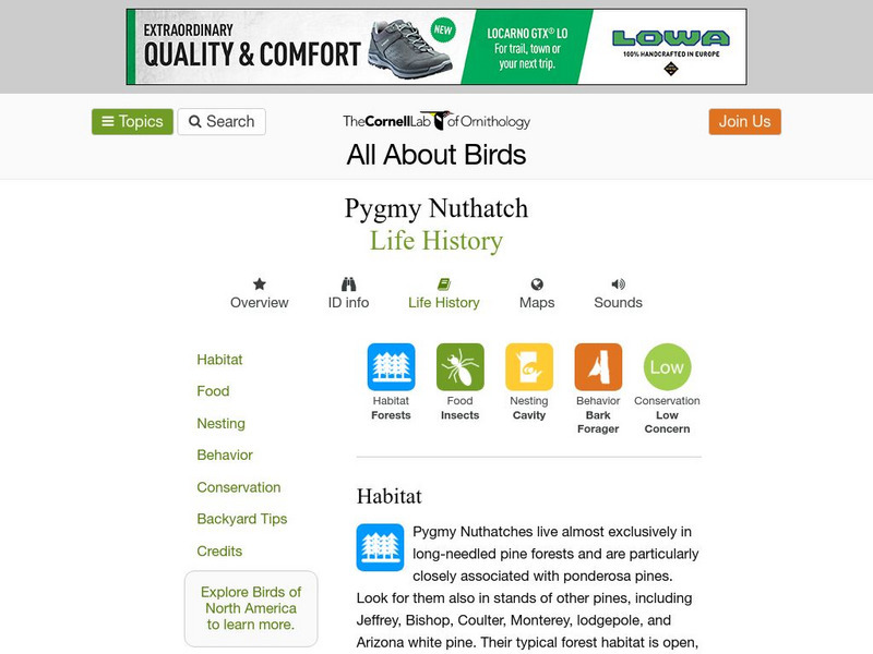 Cornell Lab of Ornithology: Pygmy Nuthatch Handout
