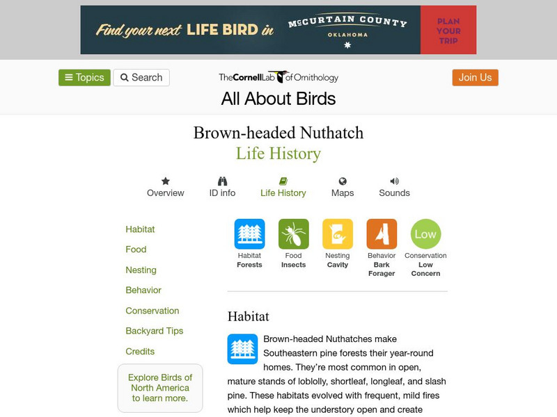 Cornell Lab of Ornithology: Brown Headed Nuthatch Handout