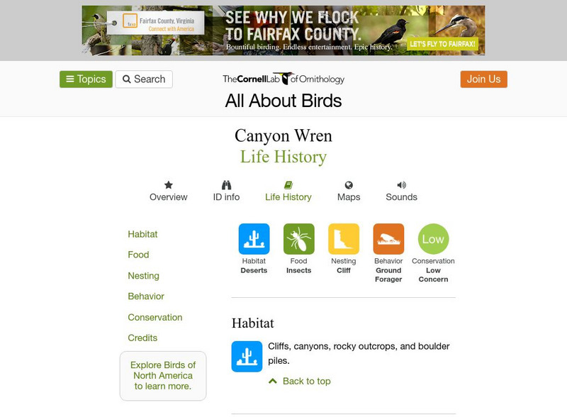 Cornell Lab of Ornithology: Canyon Wren Handout Cornell Lab of Ornithology: Canyon Wren Handout