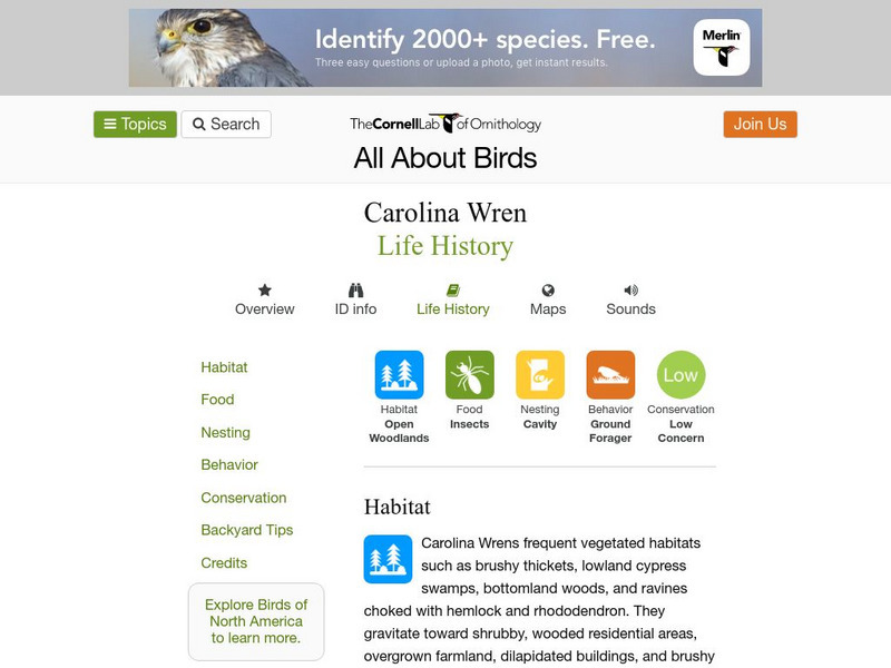 Cornell Lab of Ornithology: Carolina Wren Handout Cornell Lab of Ornithology: Carolina Wren Handout