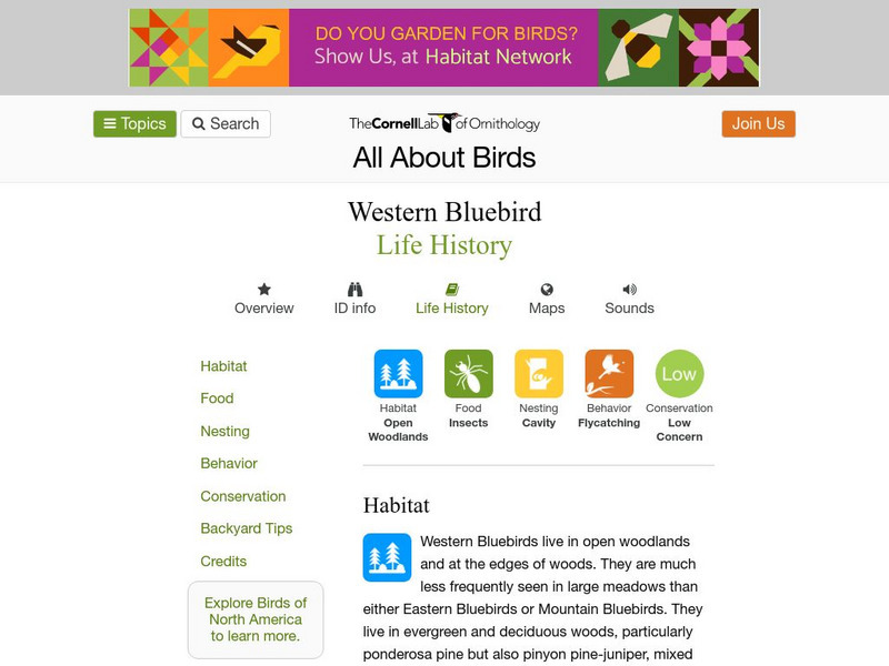 Cornell Lab of Ornithology: Western Bluebird Handout Cornell Lab of Ornithology: Western Bluebird Handout