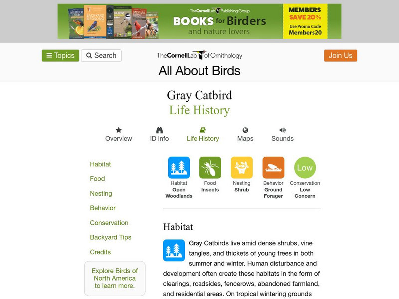 Cornell Lab of Ornithology: Grey Catbird Handout Cornell Lab of Ornithology: Grey Catbird Handout