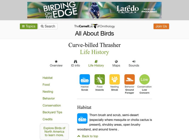 Cornell Lab of Ornithology: Curve Billed Thrasher Handout Cornell Lab of Ornithology: Curve Billed Thrasher Handout