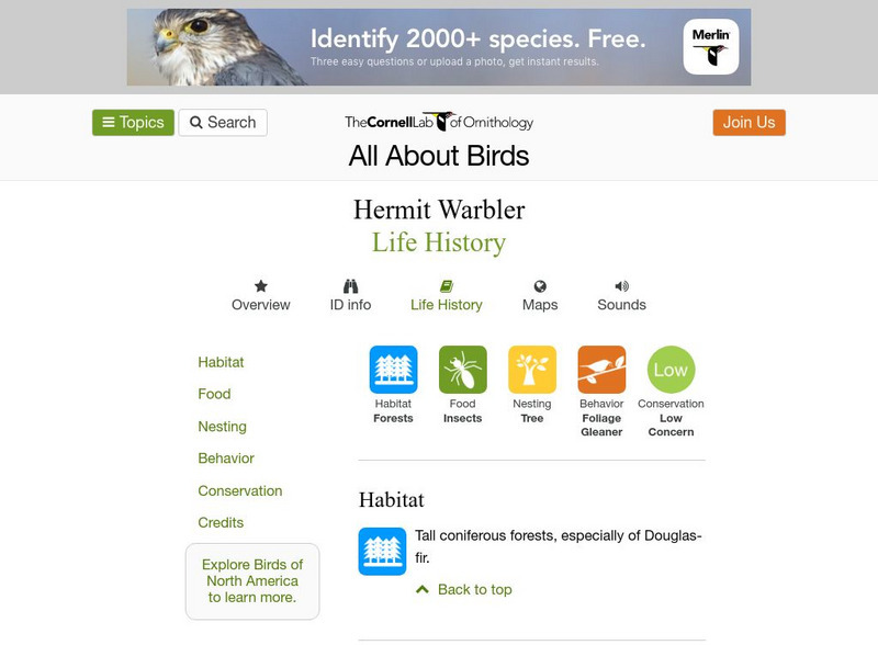 Cornell Lab of Ornithology: Hermit Warbler Handout Cornell Lab of Ornithology: Hermit Warbler Handout