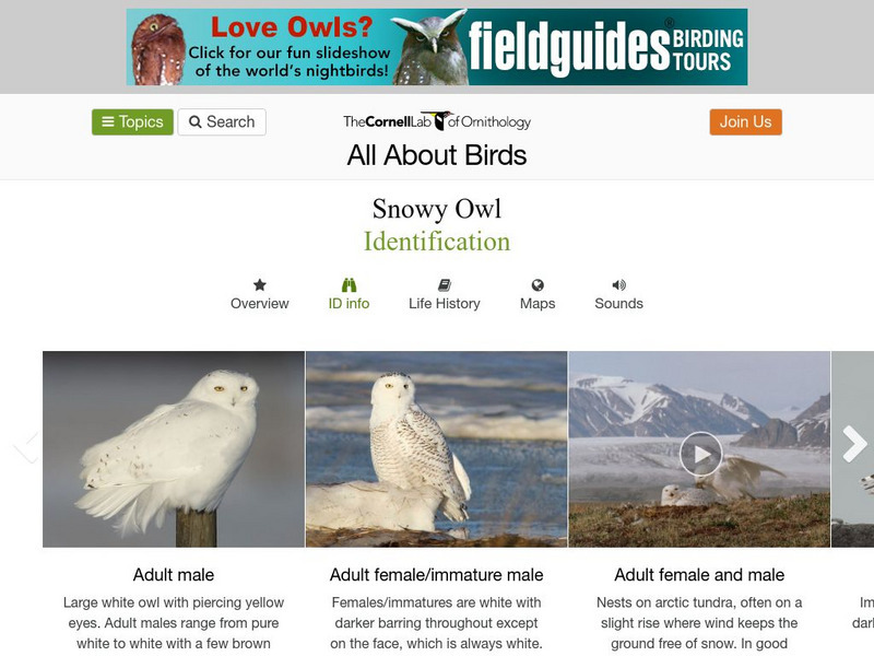 Cornell Lab of Ornithology: Snowy Owl Handout Cornell Lab of Ornithology: Snowy Owl Handout