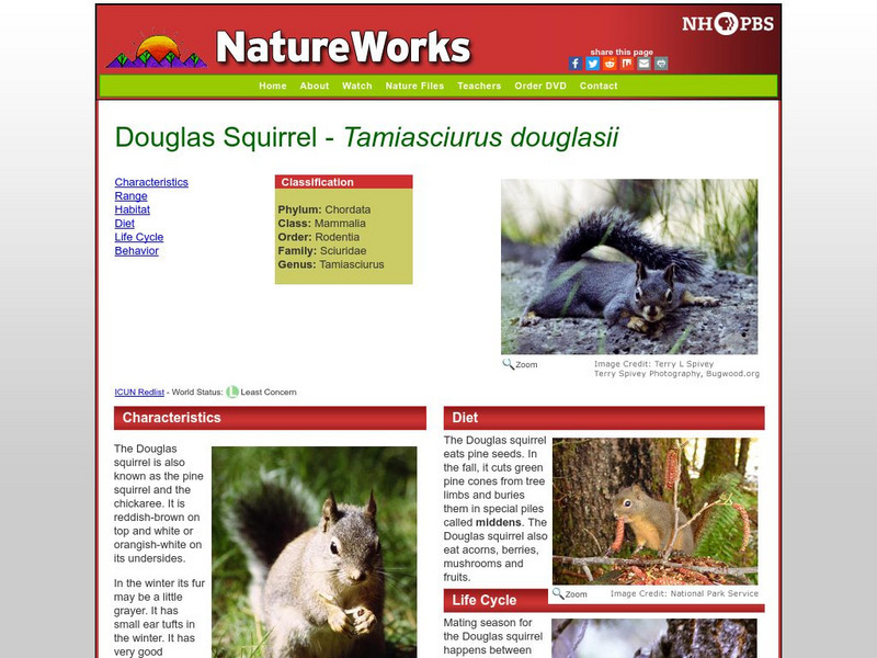 Nh Pbs: Nature Works: Douglas Squirrel (Pine Squirrel) Handout Nh Pbs: Nature Works: Douglas Squirrel (Pine Squirrel) Handout