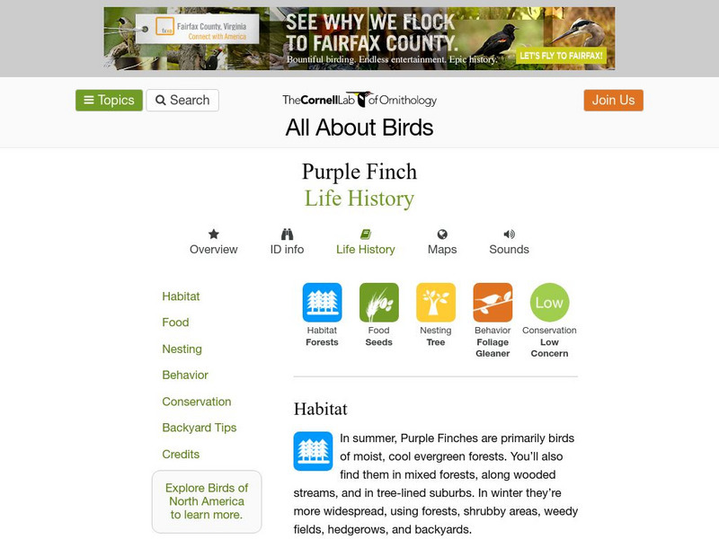Cornell Lab of Ornithology: Purple Finch Handout Cornell Lab of Ornithology: Purple Finch Handout