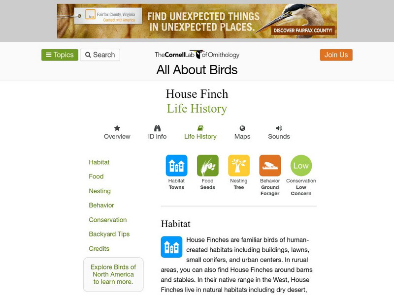 Cornell Lab of Ornithology: House Finch Handout Cornell Lab of Ornithology: House Finch Handout