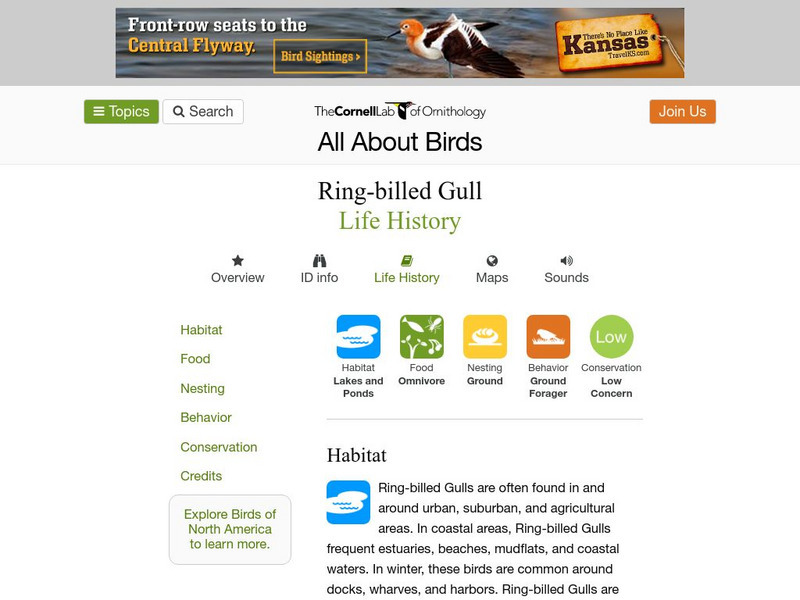 Cornell Lab of Ornithology: Ring Billed Gull Handout Cornell Lab of Ornithology: Ring Billed Gull Handout