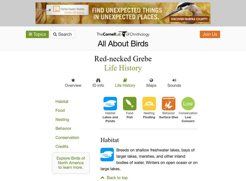 Cornell Lab of Ornithology: Red Necked Grebe Handout Cornell Lab of Ornithology: Red Necked Grebe Handout