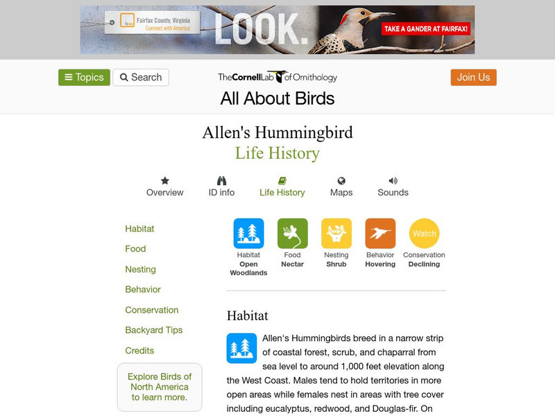 Cornell Lab of Ornithology: Allen's Hummingbird Handout Cornell Lab of Ornithology: Allen's Hummingbird Handout