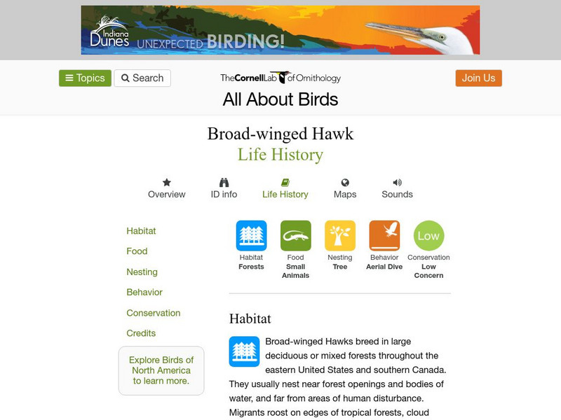 Cornell Lab of Ornithology: Broad Winged Hawk Handout Cornell Lab of Ornithology: Broad Winged Hawk Handout
