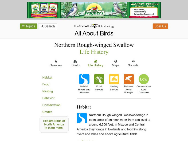 Cornell Lab of Ornithology: Northern Rough Winged Swallow Handout Cornell Lab of Ornithology: Northern Rough Winged Swallow Handout