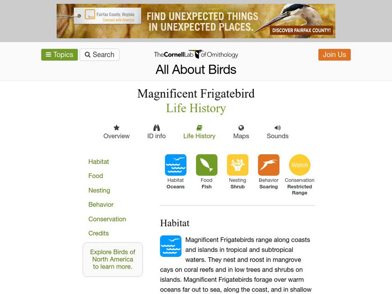 Cornell Lab of Ornithology: Magnificent Frigatebird Handout Cornell Lab of Ornithology: Magnificent Frigatebird Handout