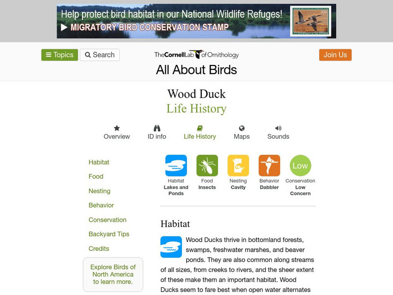 Cornell Lab of Ornithology: Wood Duck Handout Cornell Lab of Ornithology: Wood Duck Handout