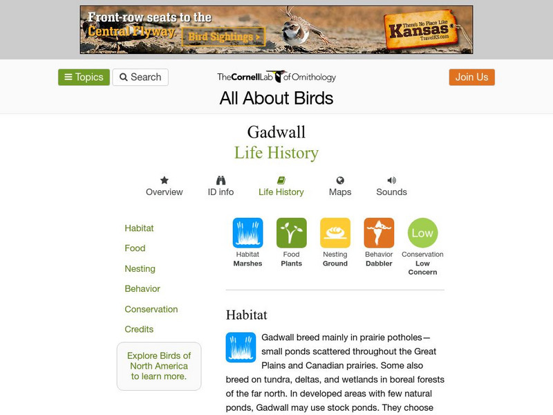 Cornell Lab of Ornithology: Gadwall Handout Cornell Lab of Ornithology: Gadwall Handout