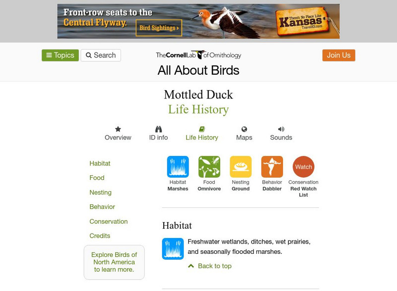 Cornell Lab of Ornithology: Mottled Duck Handout Cornell Lab of Ornithology: Mottled Duck Handout