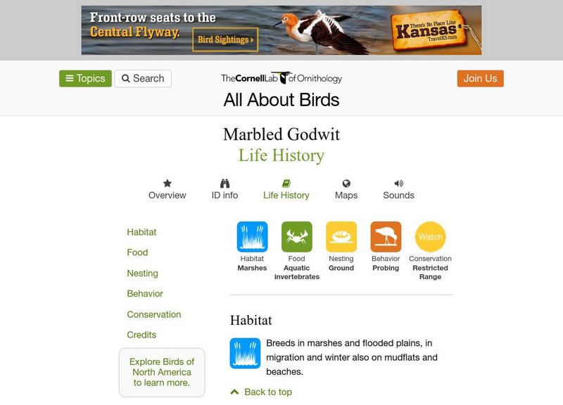 Cornell Lab of Ornithology: Marbled Godwit Handout Cornell Lab of Ornithology: Marbled Godwit Handout