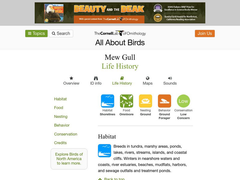 Cornell Lab of Ornithology: Mew Gull Handout Cornell Lab of Ornithology: Mew Gull Handout