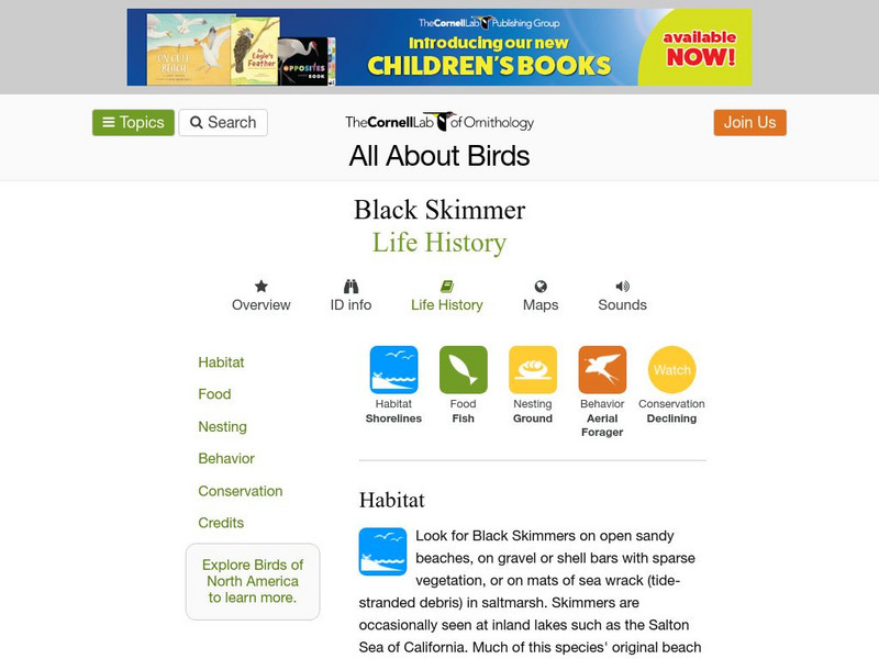 Cornell Lab of Ornithology: Black Skimmer Handout Cornell Lab of Ornithology: Black Skimmer Handout