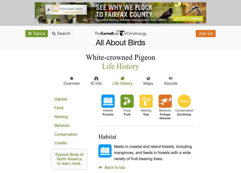 Cornell Lab of Ornithology: White Crowned Pigeon Handout Cornell Lab of Ornithology: White Crowned Pigeon Handout