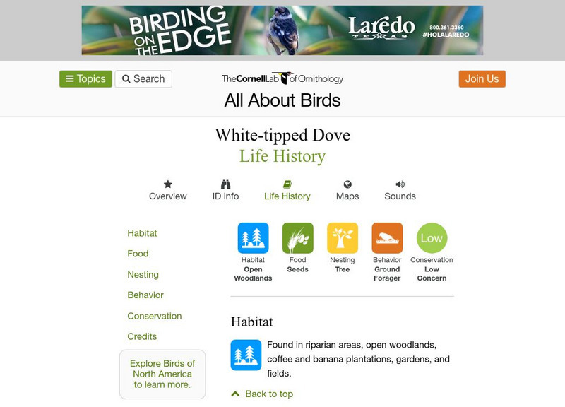 Cornell Lab of Ornithology: White Tipped Dove Handout Cornell Lab of Ornithology: White Tipped Dove Handout