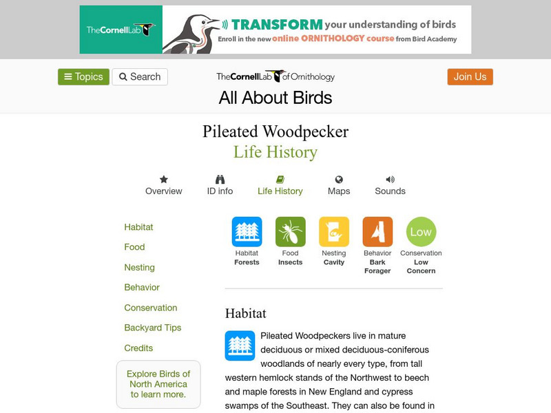 Cornell Lab of Ornithology: Pileated Woodpecker Handout Cornell Lab of Ornithology: Pileated Woodpecker Handout