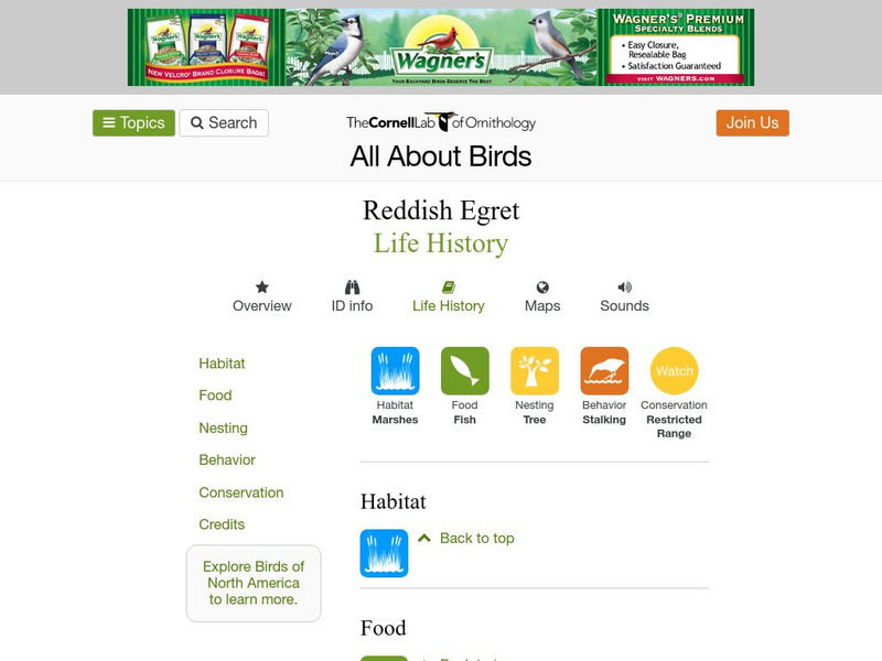 Cornell Lab of Ornithology: Reddish Egret Handout Cornell Lab of Ornithology: Reddish Egret Handout