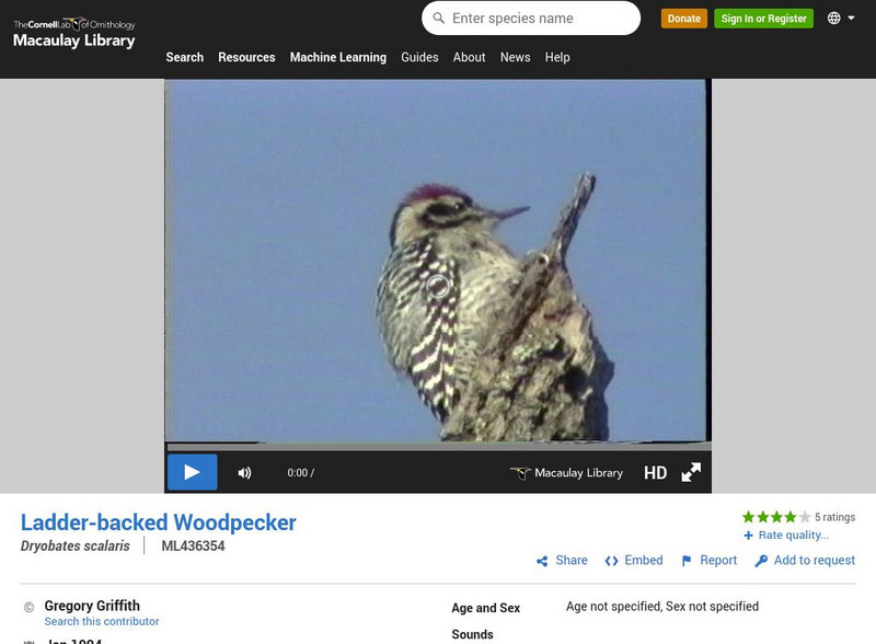 Cornell Lab of Ornithology: Ladder Backed Woodpecker Instructional Video Cornell Lab of Ornithology: Ladder Backed Woodpecker Instructional Video