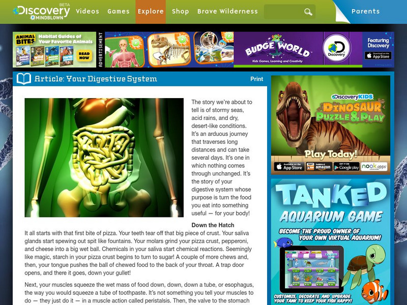Your Digestive System Handout Your Digestive System Handout
