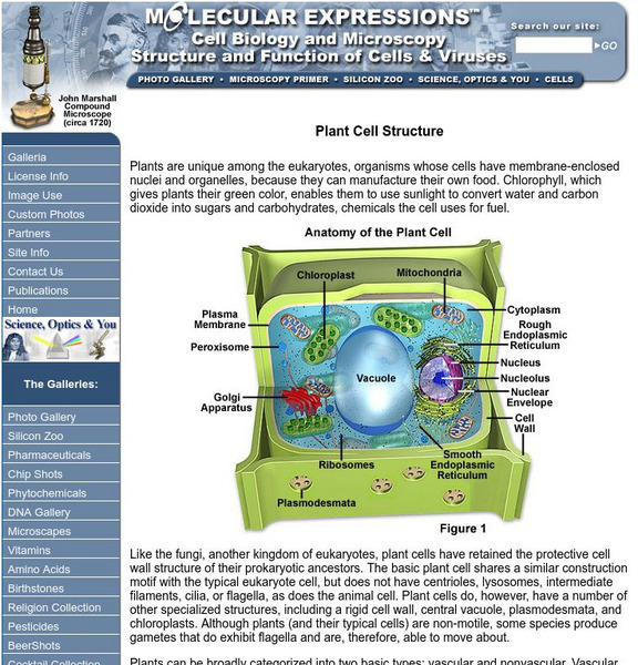 Florida State University: Plant Cell Structure Handout Florida State University: Plant Cell Structure Handout