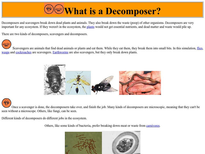 Northwestern: What Is a Decomposer? Handout Northwestern: What Is a Decomposer? Handout