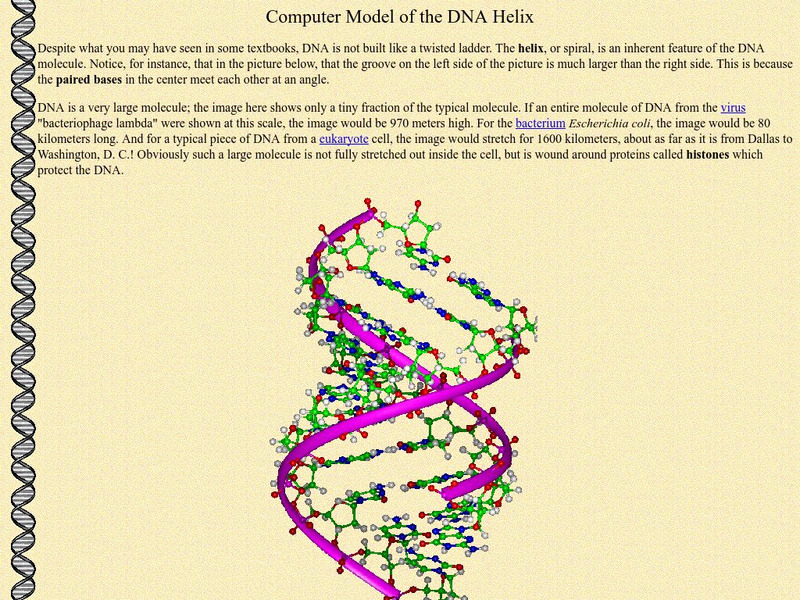 Ucmp: Computer Model of Dna Handout Ucmp: Computer Model of Dna Handout