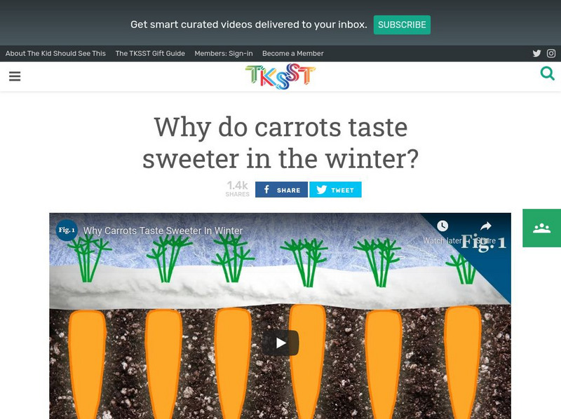 Tksst: Why Do Carrots Taste Sweeter in the Winter? Instructional Video Tksst: Why Do Carrots Taste Sweeter in the Winter? Instructional Video